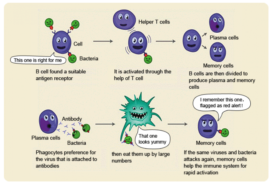 Bagaimanakah enzim berfungsi?